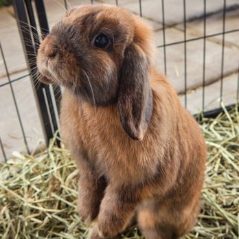 Layla's Bunnyville - Petting Zoos Near Me - Tempe, Arizona