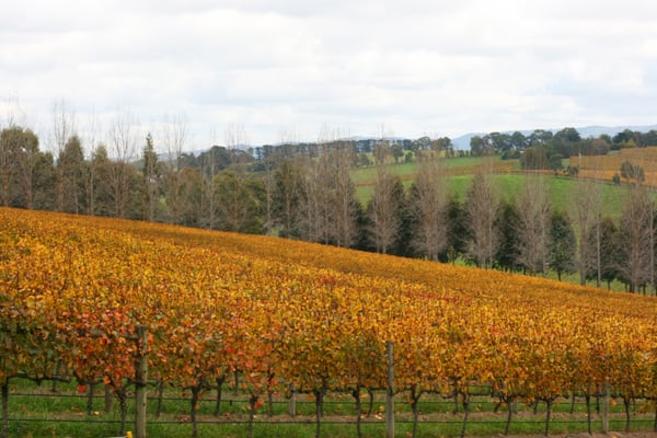 Tarrawarra Estate by null