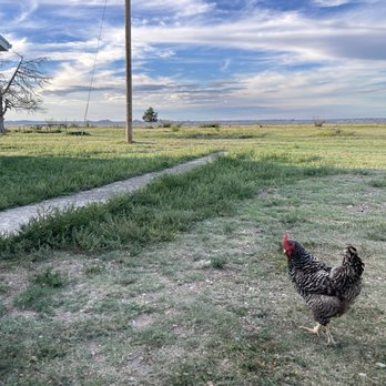 Circle View Guest Ranch - Friendly neighbor - Guest Houses Near Me - Scenic, South Dakota
