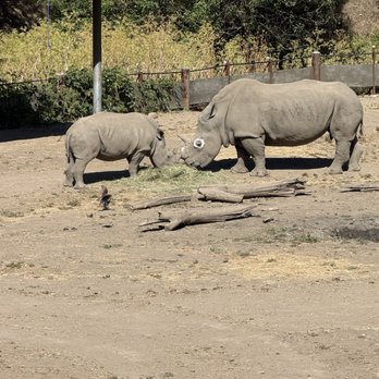 Safari West - Zoos Near Me - Santa Rosa, California