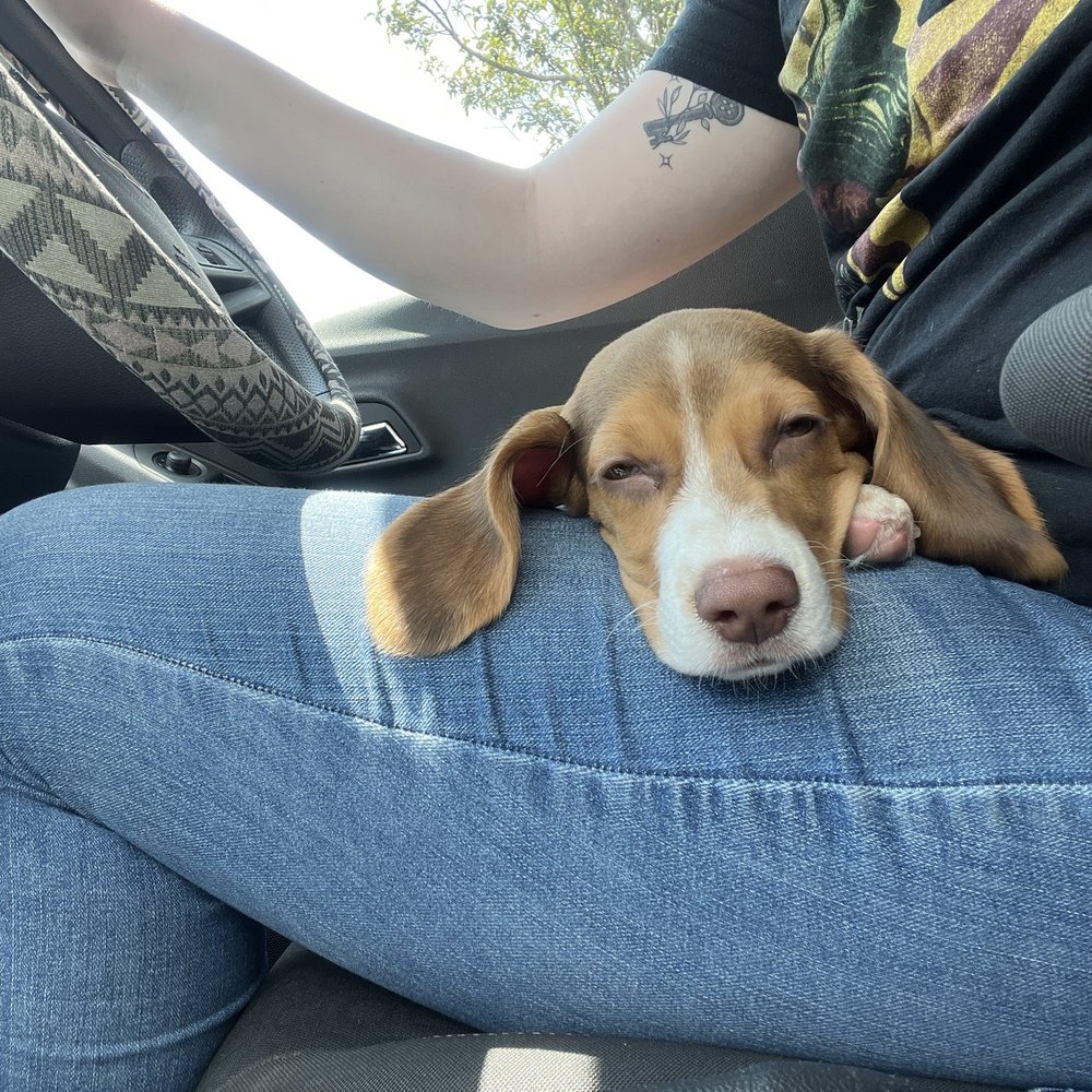 TOP 10 BEST Free Puppies in Louisville, KY - Updated 2026 - Yelp