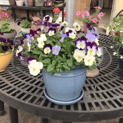 Enterprise Farm - Early color to brighten your day