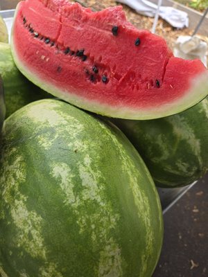 Sellwood Moreland Farmers Market by null