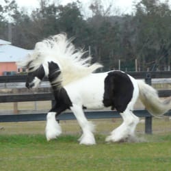 Gypsy CaraVanners - Anubis, Gypsy Vanner Stallion at Gypsy CaraVanners