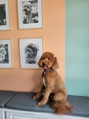 Lulu's Pet Salon And Spaw