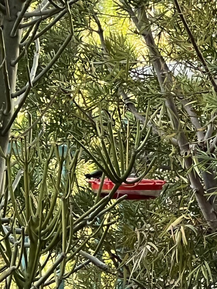 AMATA BENE Updated July 2024 Murrieta, California Childproofing