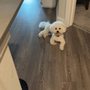 Photo of Pawsitive Evolution Grooming