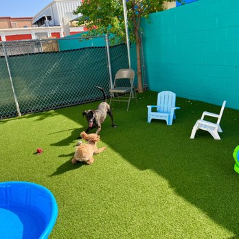Woof Pack Stay & Play - Pet Boarding Near Me - Plano, Texas