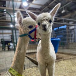 Autumn Mist Alpaca Farm