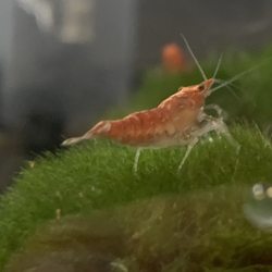 B & D Aquatics - Cherry Shrimp