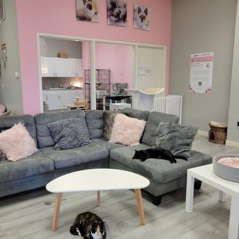 Frisky Cat Cafe - Cafes Near Me - St. Augustine, Florida