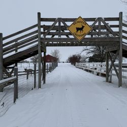 Hardy's Reindeer Ranch - Reindeer crossing bridge