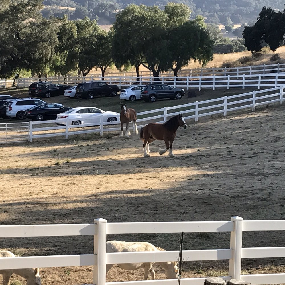 Folded Hills - Farmstead - A picture of the Clydesdale up at the Folded Hills ranch. - Farms Near Me - Gaviota, California Folded Hills - Farmstead - A picture of the Clydesdale up at the Folded Hills ranch. - Farms Near Me - Gaviota, California