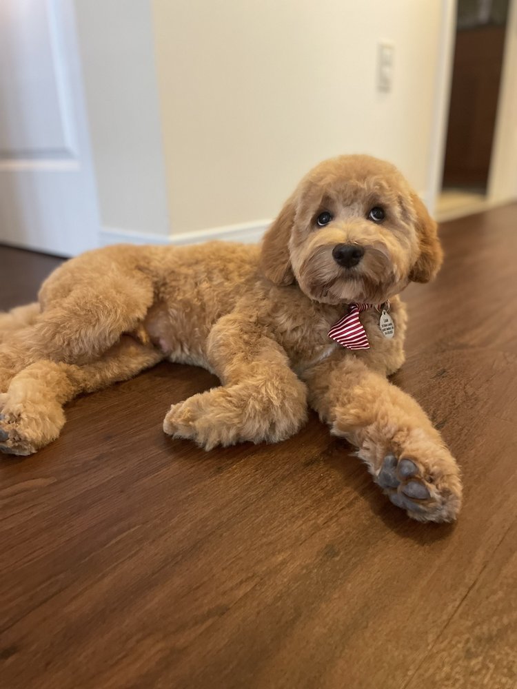 UNTANGLED TAIL Updated August 2024 7 Oakes St, Everett