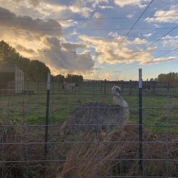 Frog Pond Farm - Christmas Trees Near Me - Wilsonville, Oregon