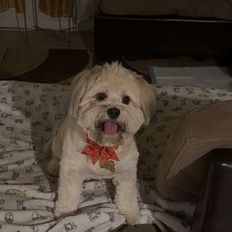 Dog groom Dog groom