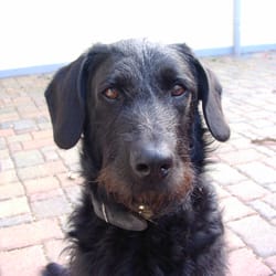 Tierarzt Dr.med.vet. Michael Schmidt - gerade mal 2 Jahre alt - mein süßer Schnuff!