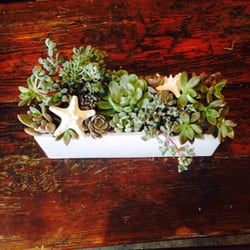 Sea Lily Malibu - Beachy succulent arrangement
