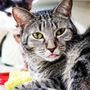 Photo of Charles Smithgall Humane Society