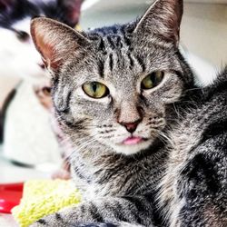 Charles Smithgall Humane Society - Peaches the cat. Located in the kitten room.