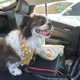 Delilah had a great time at the Spaw.