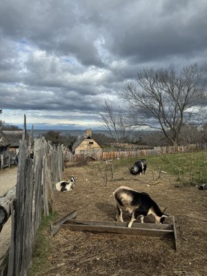Plimoth Patuxet Museums by null