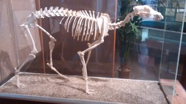 Greyhound Hall of Fame by null