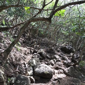 Kuliouou Ridge Trail - Some parts are just rocky or stumpy and you have to navigate around the two. - Hiking Near Me - Honolulu, Hawaii Kuliouou Ridge Trail - Some parts are just rocky or stumpy and you have to navigate around the two. - Hiking Near Me - Honolulu, Hawaii