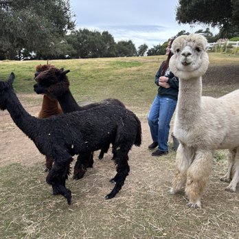 Canzelle Alpacas - They come in various different colors - Farms Near Me - Carpinteria, California Canzelle Alpacas - They come in various different colors - Farms Near Me - Carpinteria, California