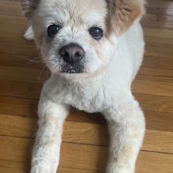 Dtails Pet Grooming & Nutrition - After her most recent visit! - Pet Groomers Near Me - Smithfield, Rhode Island