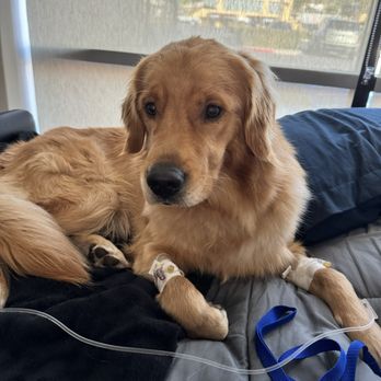 Veterinary Emergency Group - In recovery after his surgery - Emergency Pet Hospital Near Me - Oceanside, California Veterinary Emergency Group - In recovery after his surgery - Emergency Pet Hospital Near Me - Oceanside, California