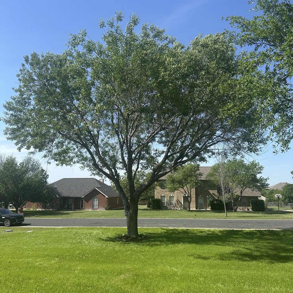 Leander Tree Care - After - Tree Services Near Me - Round Rock, Texas