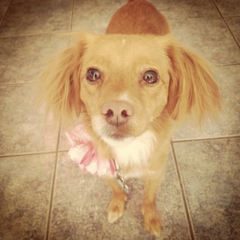 PetSmart - She looked so cute when I picked her up! - Pet Stores Near Me - Flagstaff, Arizona