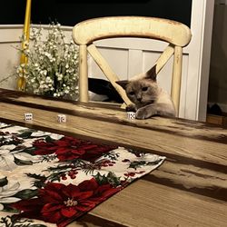 Kittentanz Cattery - Mochi playing Yahtzee.
