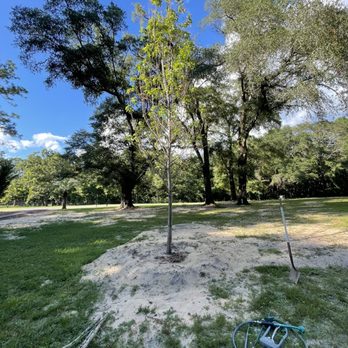 Advanced Nursery Growers - Maple tree - Nurseries & Gardening Near Me - Defuniak Springs, Florida Advanced Nursery Growers - Maple tree - Nurseries & Gardening Near Me - Defuniak Springs, Florida