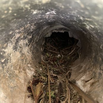 Grateful Duct Cleaning Services - Ductwork exit vent blocked with bird nest - Air Duct Cleaning Near Me - Fairfax, Virginia Grateful Duct Cleaning Services - Ductwork exit vent blocked with bird nest - Air Duct Cleaning Near Me - Fairfax, Virginia