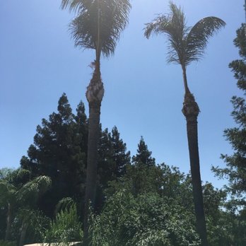 Travis Tree Service - Queen palms - Tree Services Near Me - Fresno, California Travis Tree Service - Queen palms - Tree Services Near Me - Fresno, California