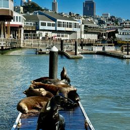 Greeted by the famous SF Seals loading the Adventure Cat Greeted by the famous SF Seals loading the Adventure Cat