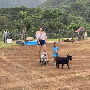 LAWRENCE Lovestock - Petting Zoos Near Me - Kahaluu, Hawaii LAWRENCE Lovestock - Petting Zoos Near Me - Kahaluu, Hawaii
