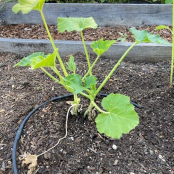 Ramm Rock & Landscape Supply - zucchini-not even flowers - Landscaping Near Me - Santa Rosa, California Ramm Rock & Landscape Supply - zucchini-not even flowers - Landscaping Near Me - Santa Rosa, California