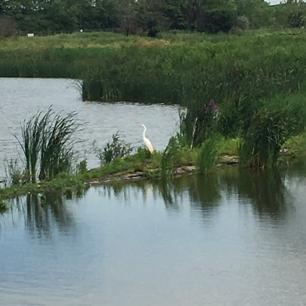 Big Marsh - Heron? Crane? (there were lots of them!) - Parks Near Me - Chicago, Illinois