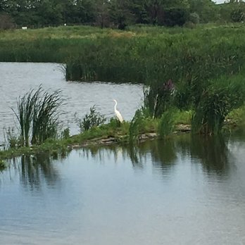 Big Marsh - Heron? Crane? (there were lots of them!) - Parks Near Me - Chicago, Illinois
