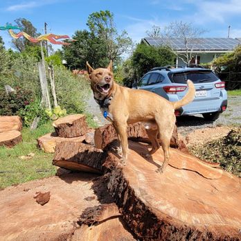 Benavidez - Tree Services Near Me Benavidez - Tree Services Near Me