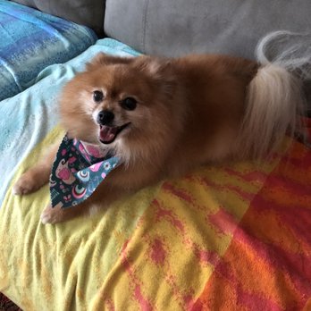 Hairy Hounds - Teddy is a 5 year old Pomeranian I adopted from Animal Rescue Recon in Antioch! I just love him so much! - Pet Groomers Near Me - Oakley, California