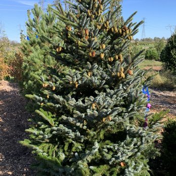 Beekman Nursery - Tigertail Spruce - Nurseries & Gardening Near Me - Hillsborough Township, New Jersey Beekman Nursery - Tigertail Spruce - Nurseries & Gardening Near Me - Hillsborough Township, New Jersey