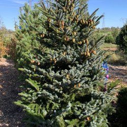 Beekman Nursery - Tigertail Spruce