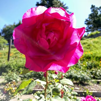 The Berkeley Rose Garden - Botanical Gardens Near Me - Berkeley, California The Berkeley Rose Garden - Botanical Gardens Near Me - Berkeley, California