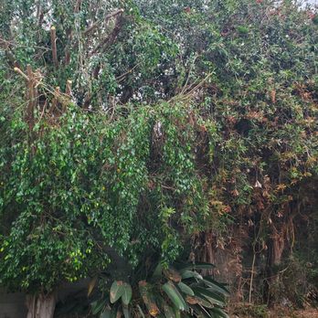Eduardo Tree Service - Tree Services Near Me - Pico Rivera, California Eduardo Tree Service - Tree Services Near Me - Pico Rivera, California