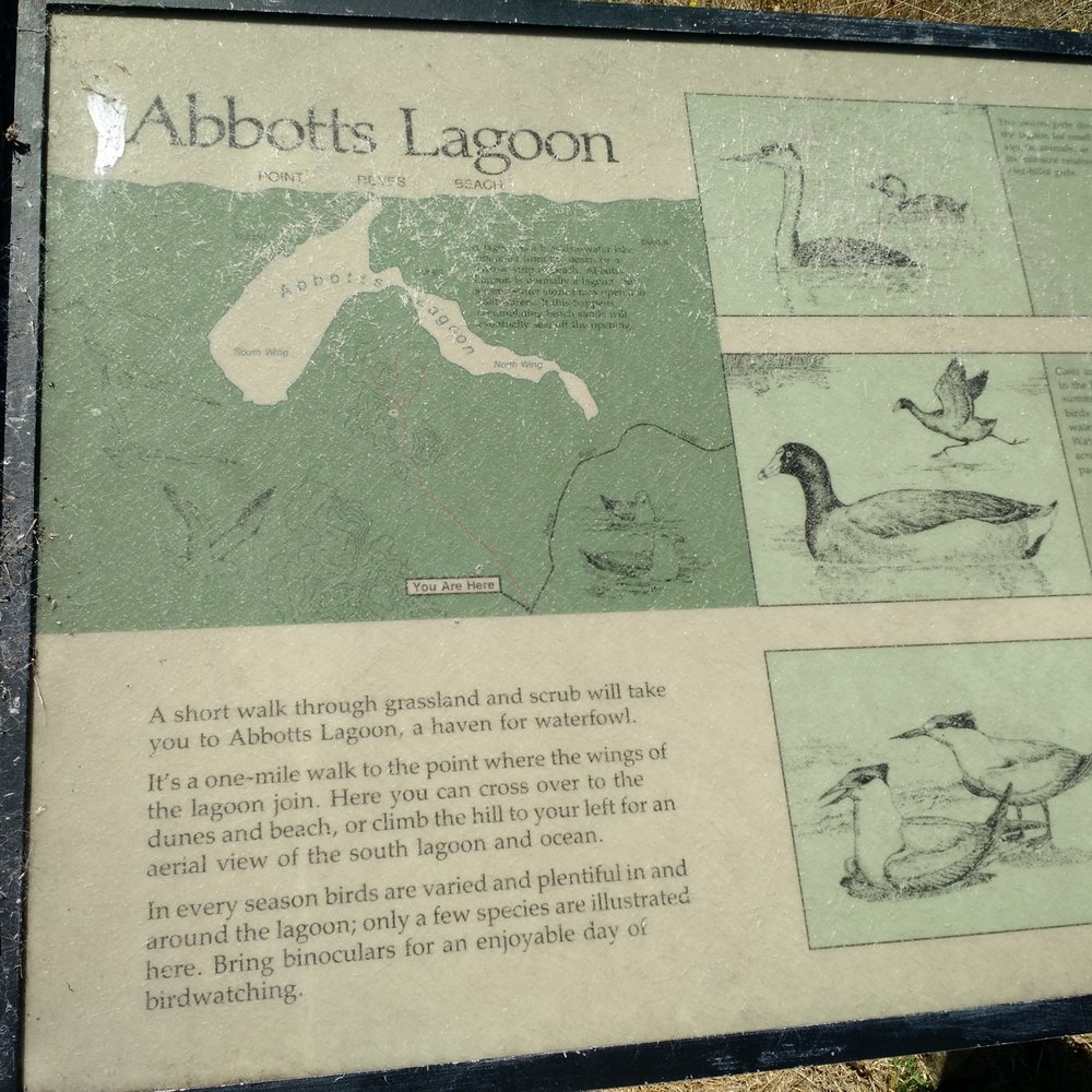 Abbotts Lagoon - Info about local birds - Beaches Near Me - Inverness, California Abbotts Lagoon - Info about local birds - Beaches Near Me - Inverness, California