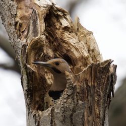 Stonewood Park - Northern Flicker